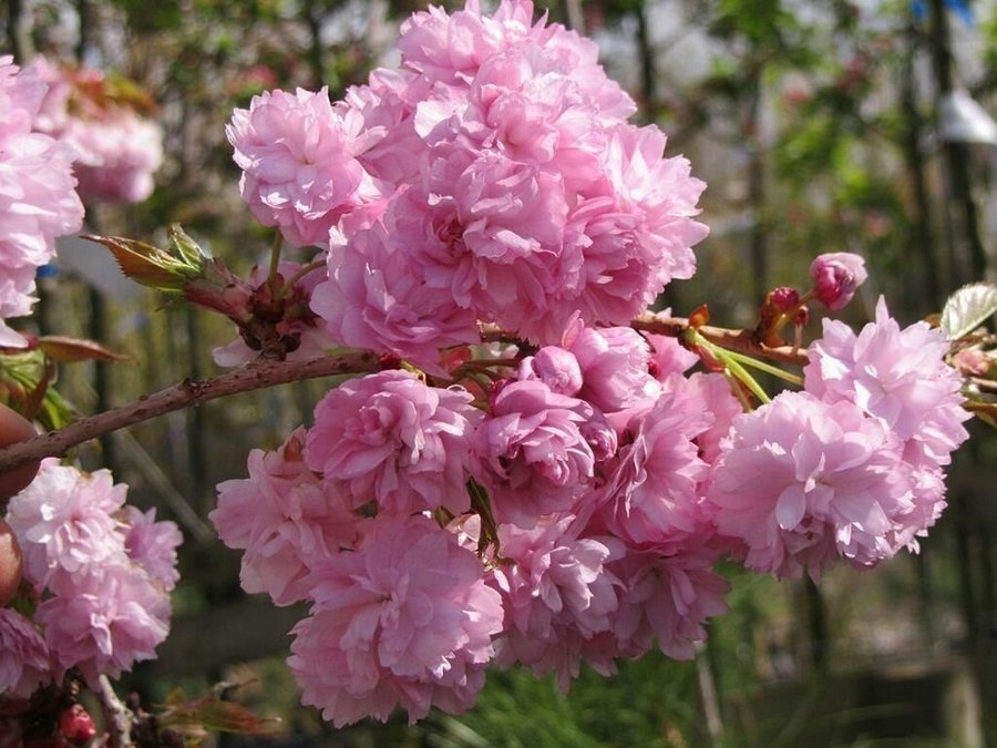 Japanskt hängkörsbärsträd frön