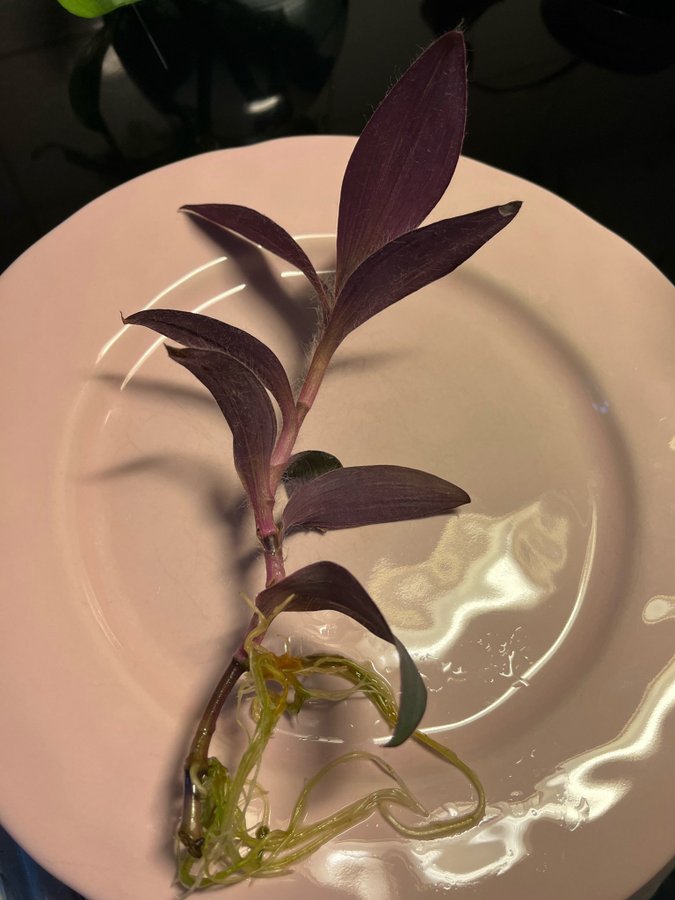 Tradescantia Purpurblad stickling rotad