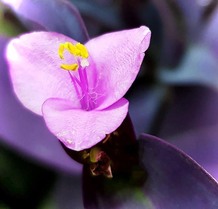 Tradescantia Purpurblad stickling rotad