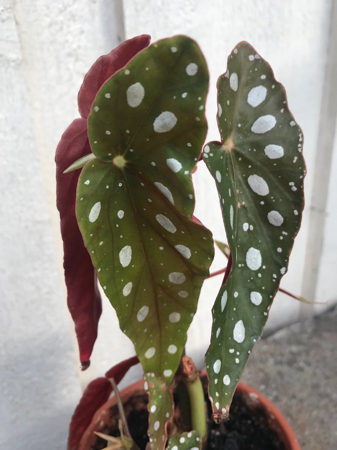 Begonia maculata Änglavinge