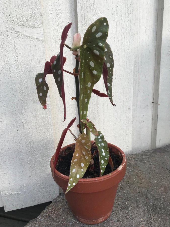 Begonia maculata Änglavinge