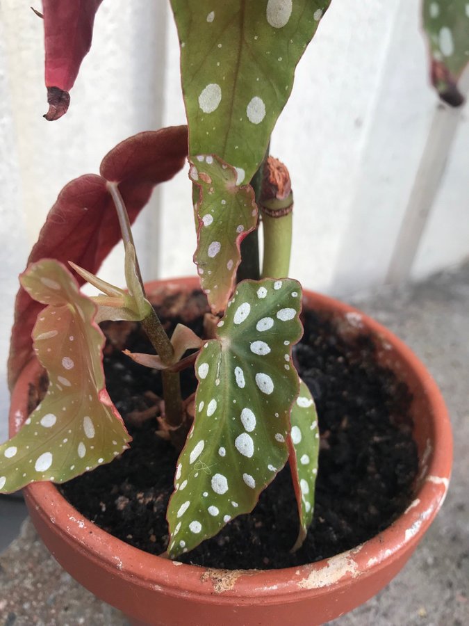 Begonia maculata Änglavinge