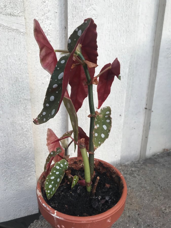 Begonia maculata Änglavinge