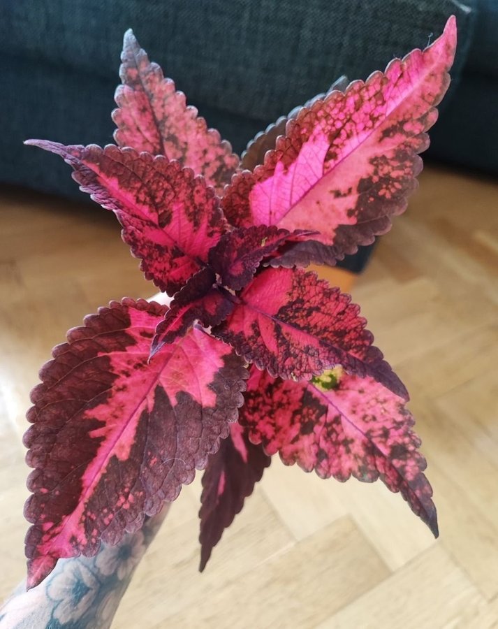 5st FRÖN från morgan le fay palettblad coleus