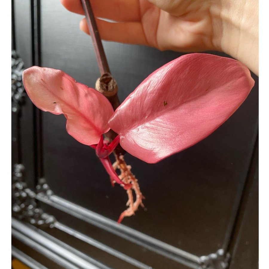 Philodendron pink princess helt rosa stickling variegerad variegata OBS läs besk