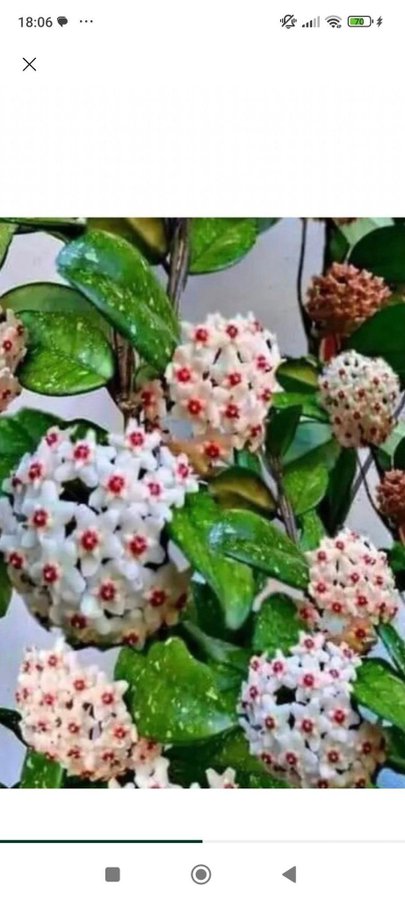 Hoya carnosa stor porslinsblomma skott/ stickling