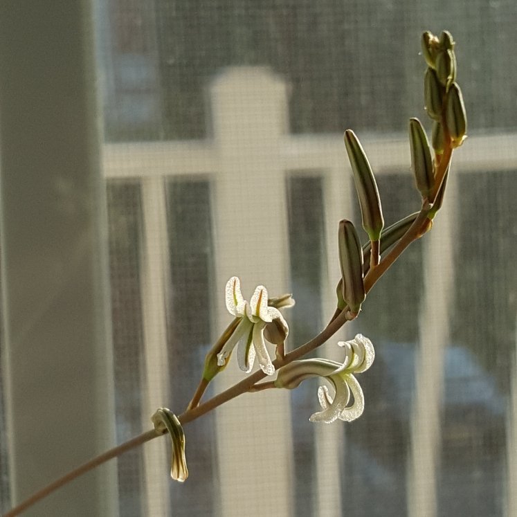 Haworthia reinwardtii liten planta (succulent)