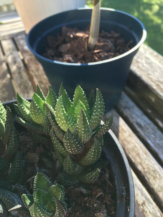 Haworthia reinwardtii liten planta (succulent)