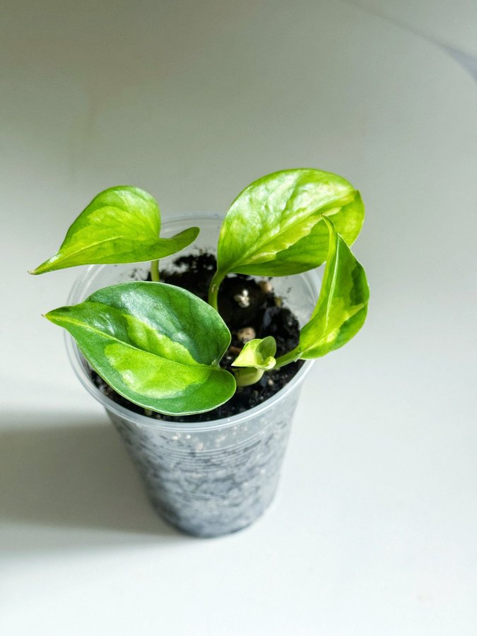 Epipremnum " GLOBAL GREEN " Liten planta (Gullranka Aureum Pothos)
