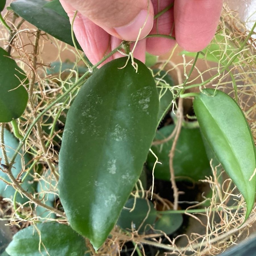 Hoya Caudata Stickling