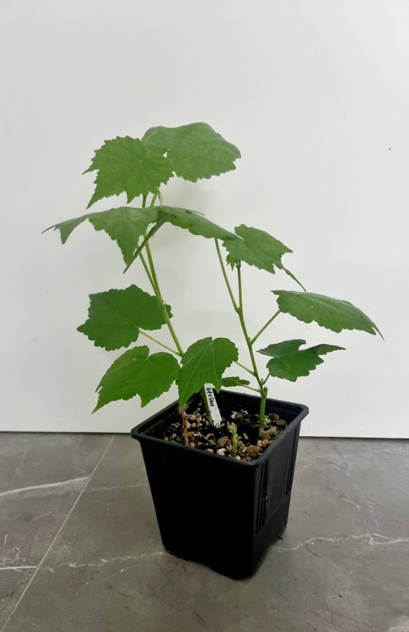 Blomsterlönn-Klockmalva Abutilon pictum (Striatum) red veined