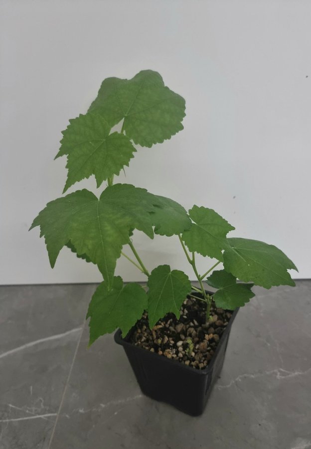 Blomsterlönn-Klockmalva Abutilon pictum (Striatum) red veined