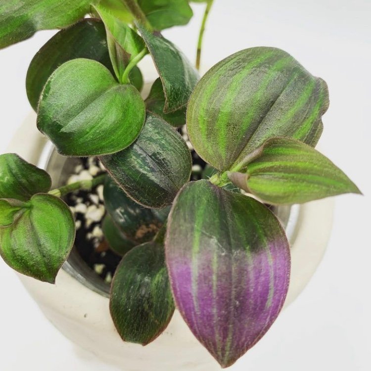 RARE Tradescantia ”Purple Plush” - stickling - ovanlig!