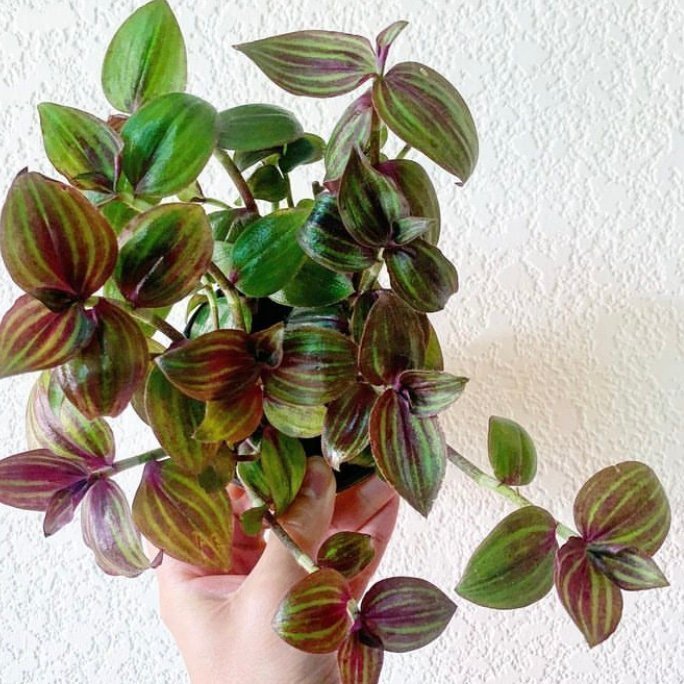 RARE Tradescantia ”Purple Plush” - stickling - ovanlig!