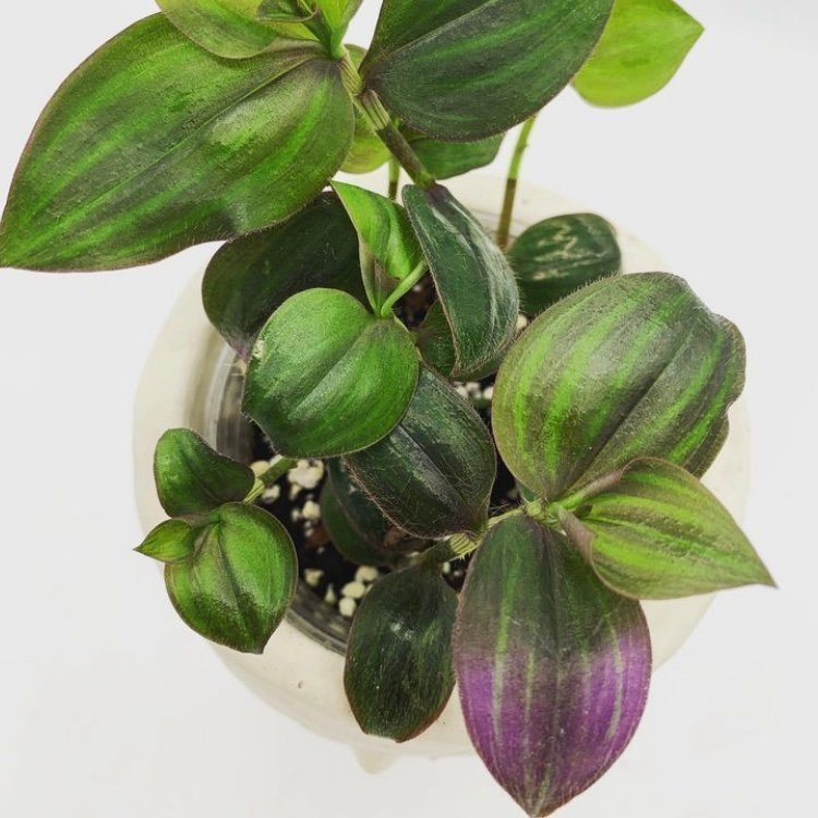 RARE Tradescantia ”Purple Plush” - stickling - ovanlig!