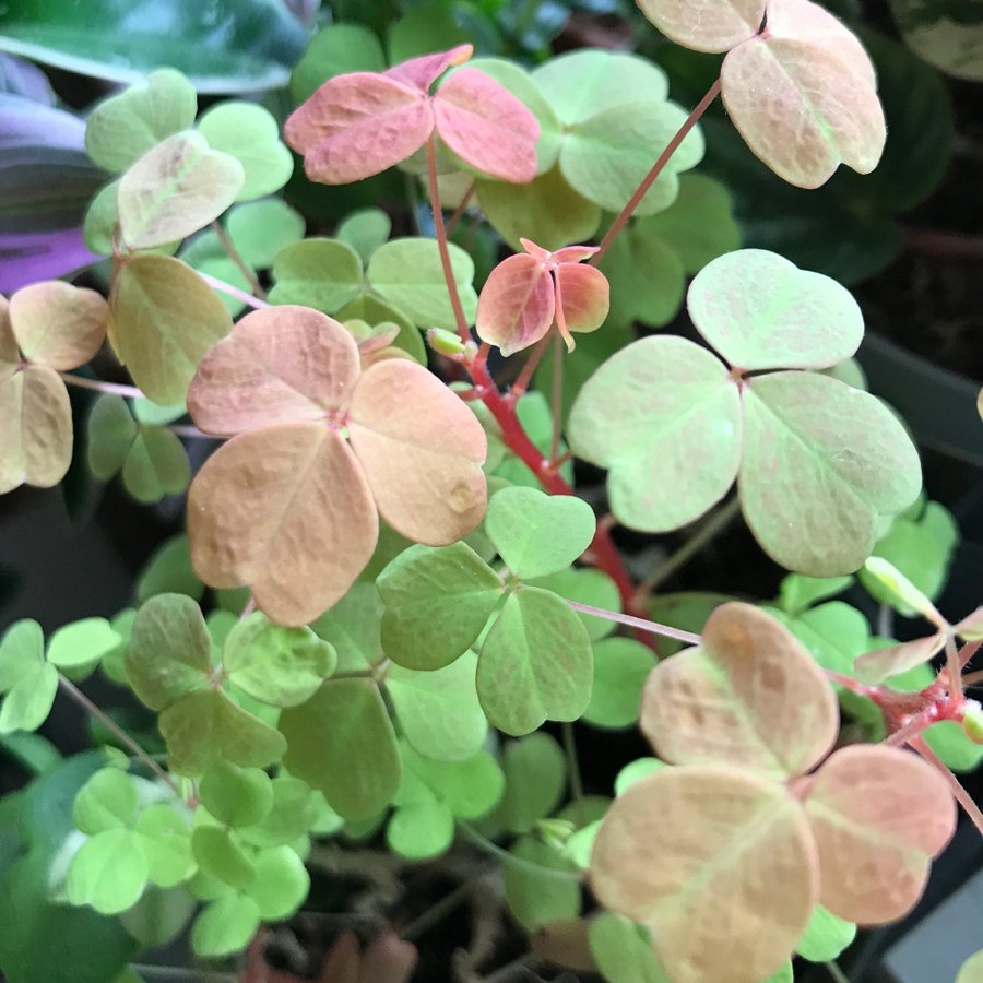 ”SUNSET VELVET” OXALIS - Triangeloxalis -Lyckoklöver -