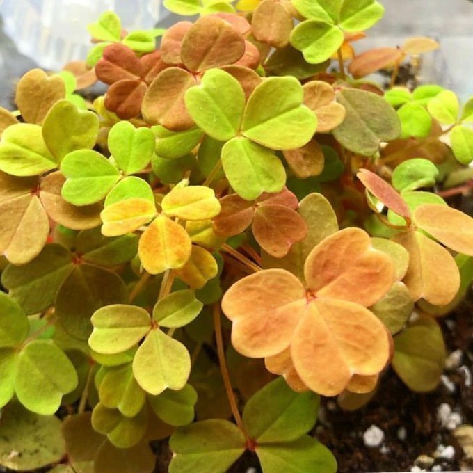 ”SUNSET VELVET” OXALIS - Triangeloxalis -Lyckoklöver -