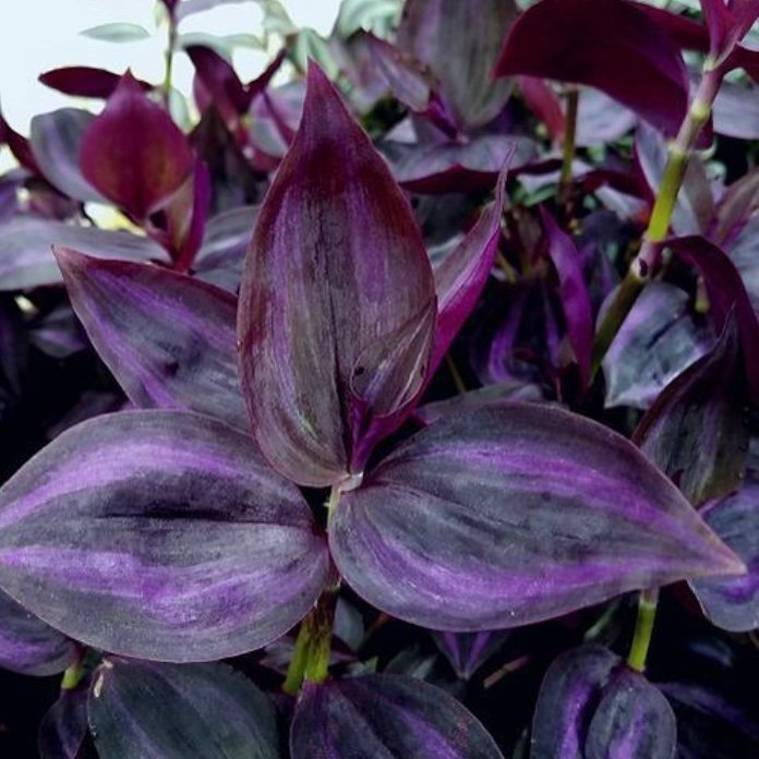 Tradescantia ”Deep Purple” - stickling