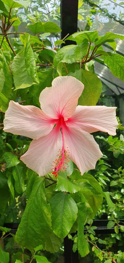 Hibiskus Albo lacinatus