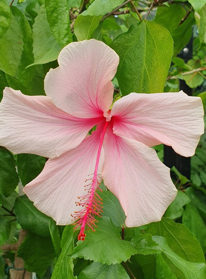 Hibiskus Albo lacinatus