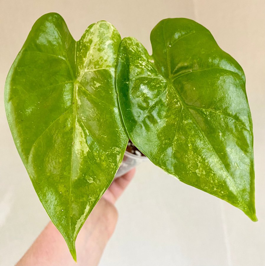 Alocasia Macrorrhiza Splash