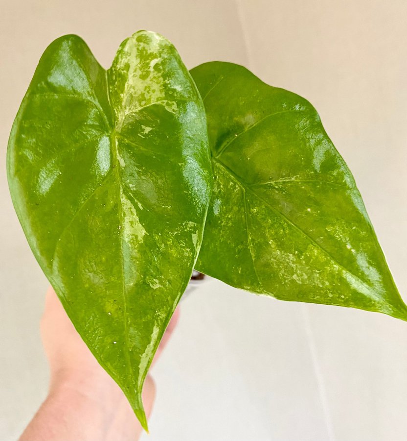 Alocasia Macrorrhiza Splash