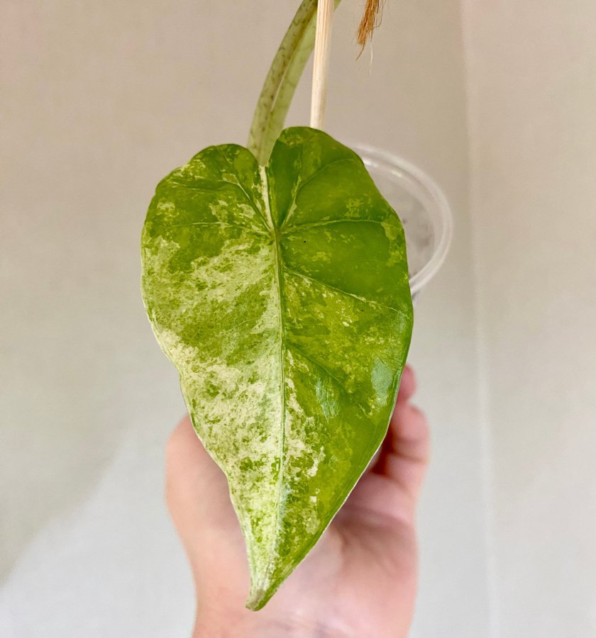 Alocasia Macrorrhiza Splash