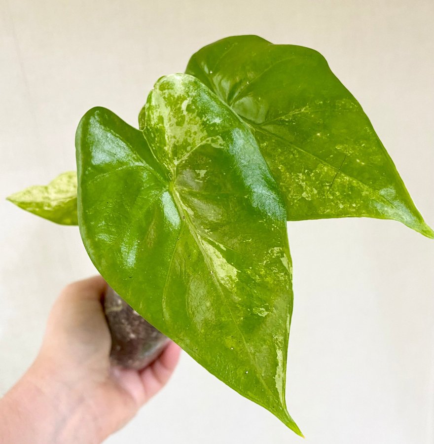 Alocasia Macrorrhiza Splash