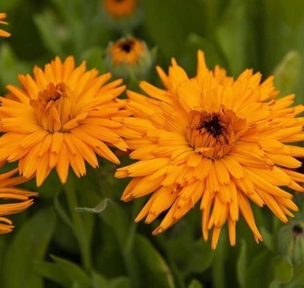 Ringblomma 'Calexis Orange' frön