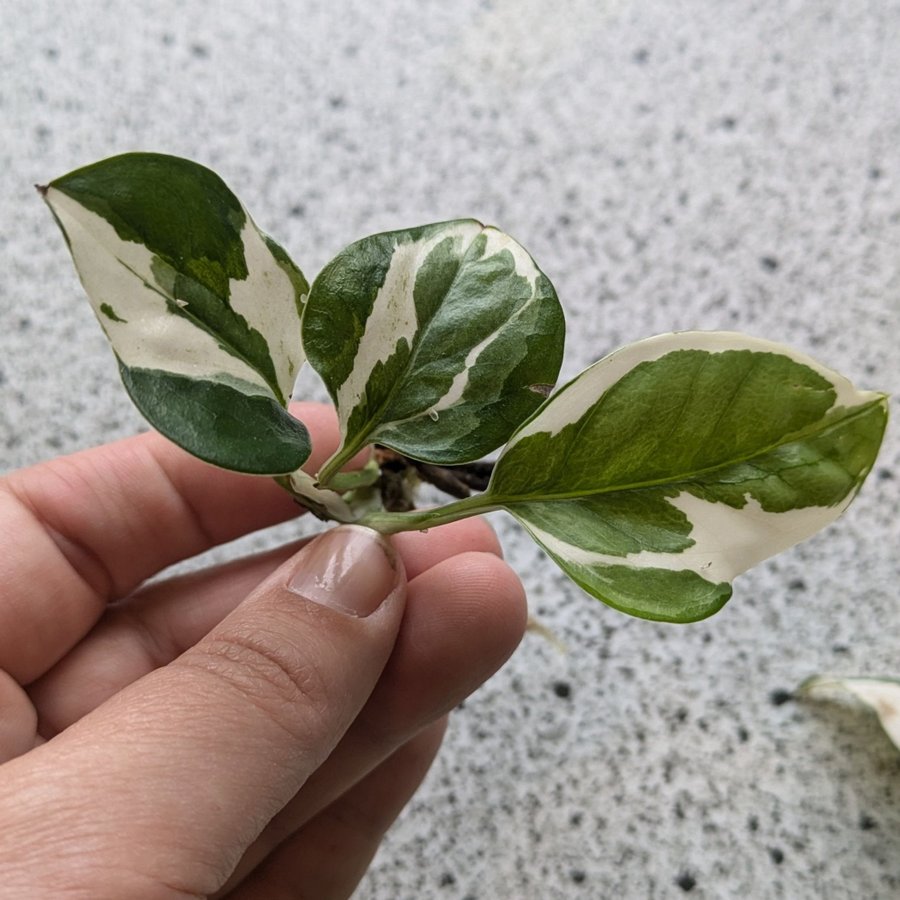 Epipremnum Aureum Glacier