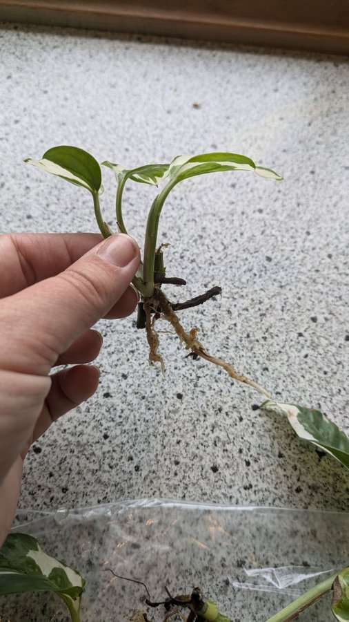 Epipremnum Aureum Glacier