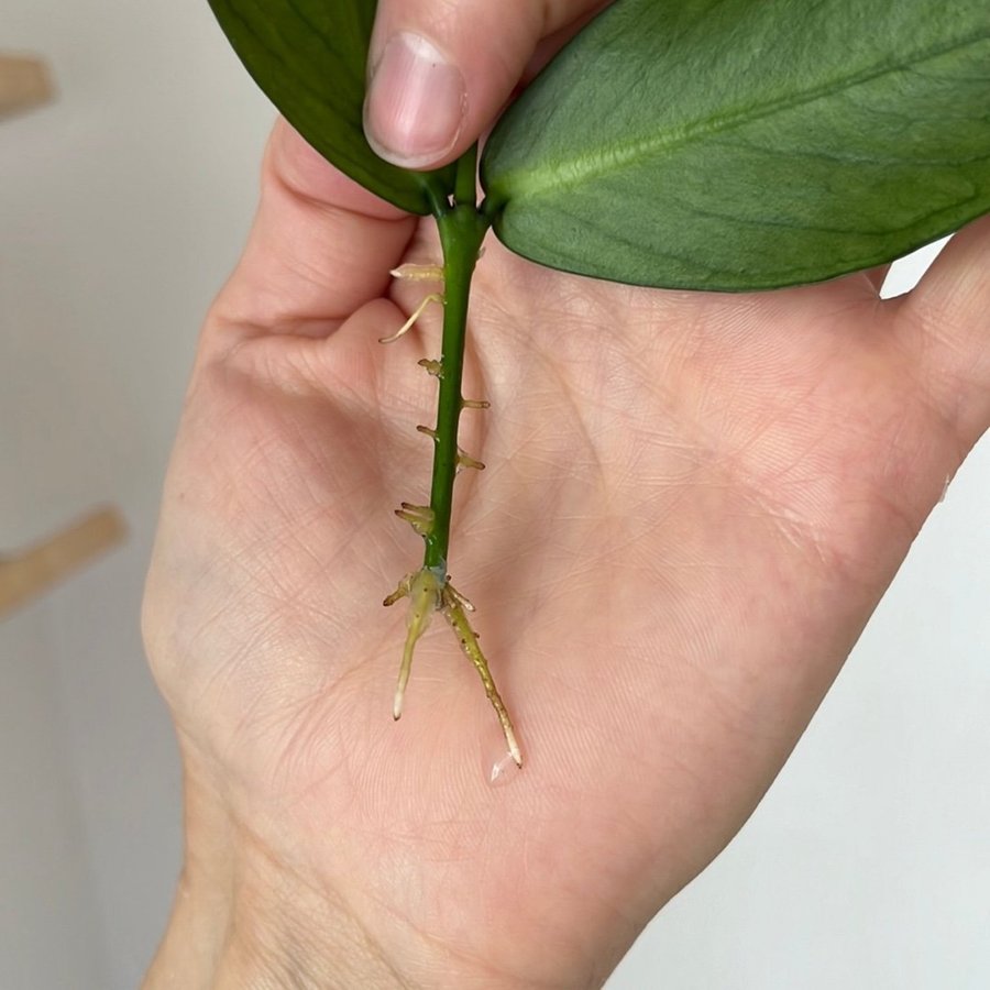 Hoya Polyneura fishtail stickling växt planta