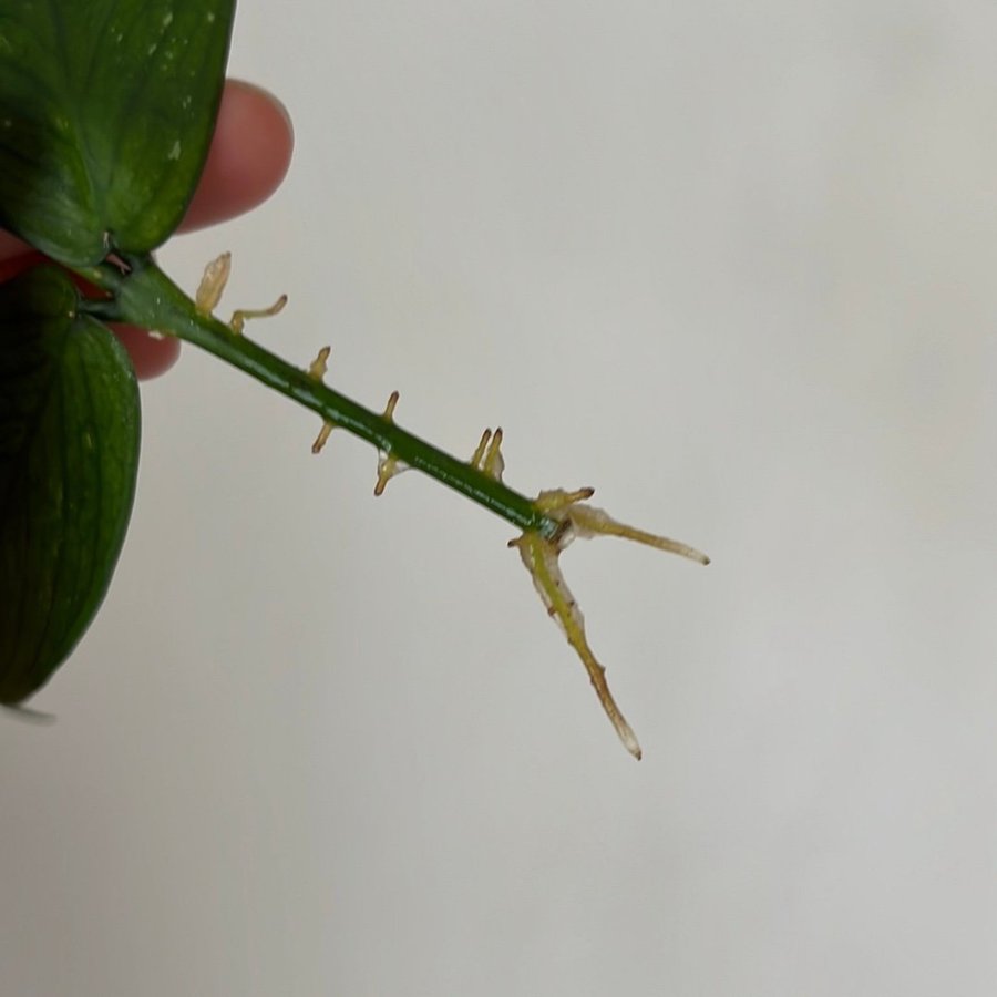 Hoya Polyneura fishtail stickling växt planta