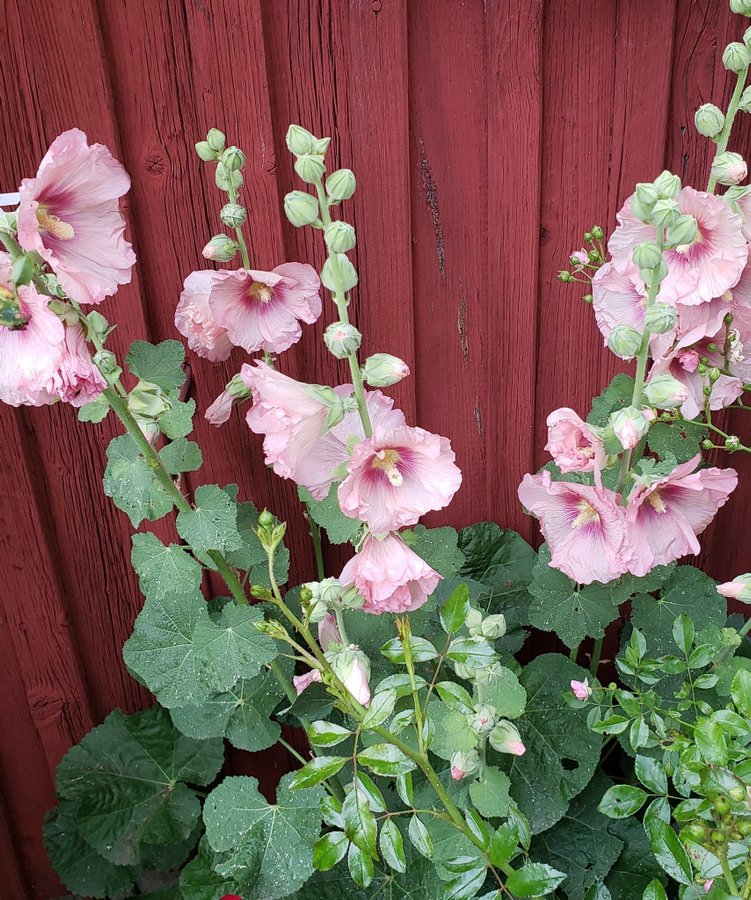 Fröer Stockros ljus rosa nyskördade Augusti/September 2023