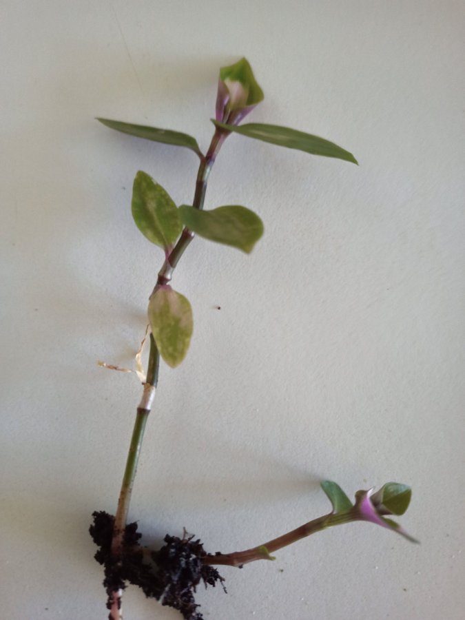 TRADESCANTIA BLUSHING BRIDE - stickling