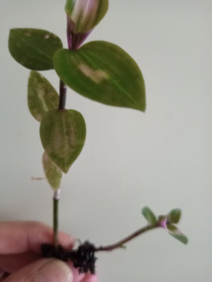 TRADESCANTIA BLUSHING BRIDE - stickling