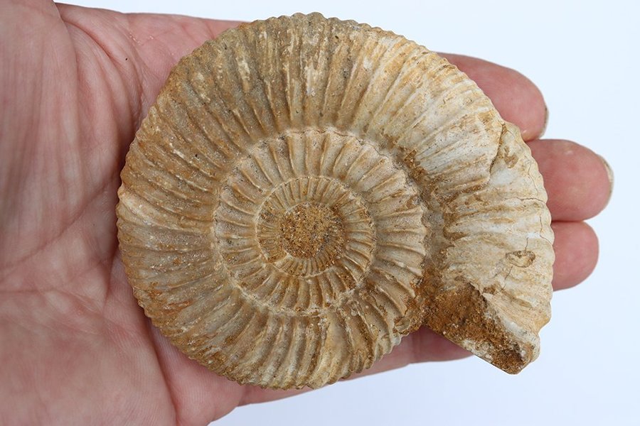 Stor Ammonit Perisphinctes - 172 gram - Madagaskar - Fossil