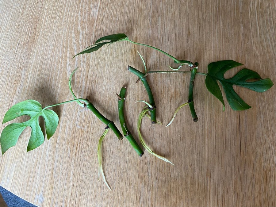 4 Mini Monstera Rhaphidophora tetrasperma sticklingar