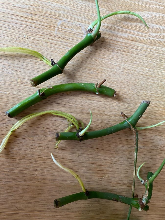 4 Mini Monstera Rhaphidophora tetrasperma sticklingar