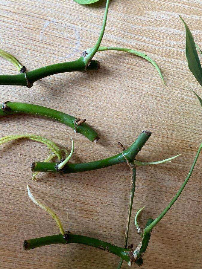 4 Mini Monstera Rhaphidophora tetrasperma sticklingar