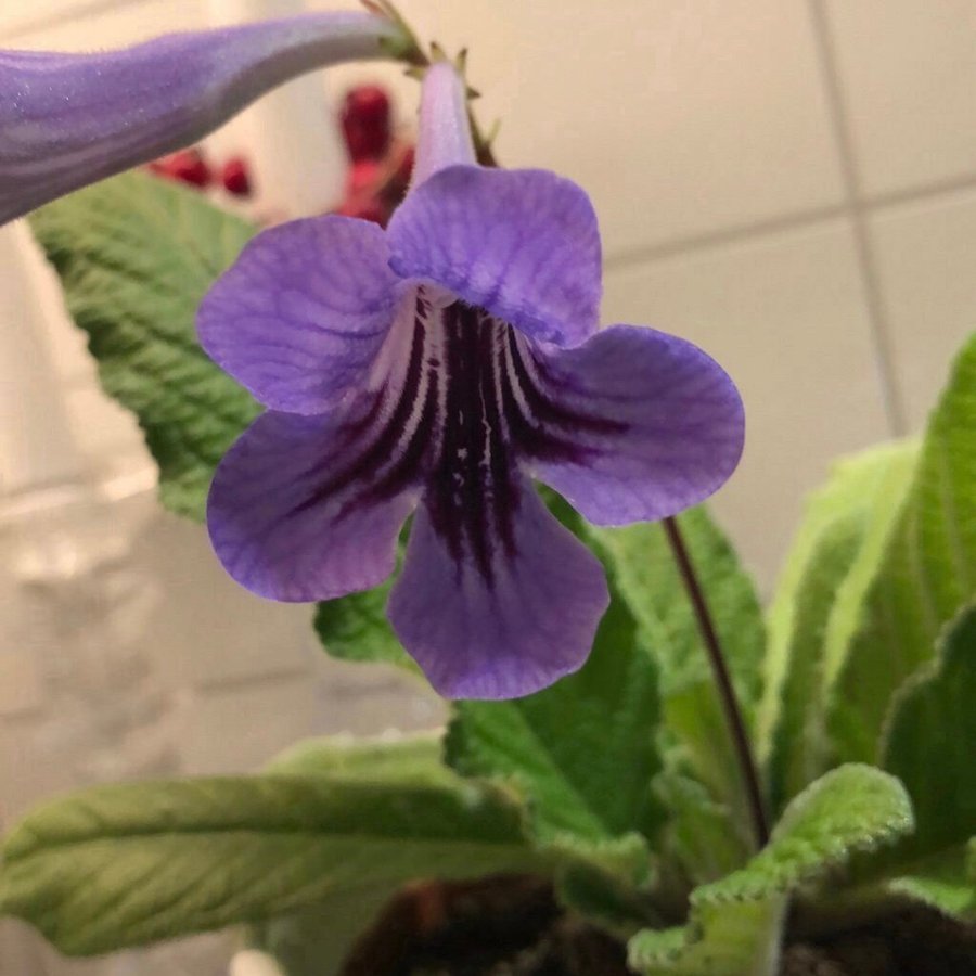 Streptocarpus/ kornettblomma blålila *Gammal sort* bladförökad