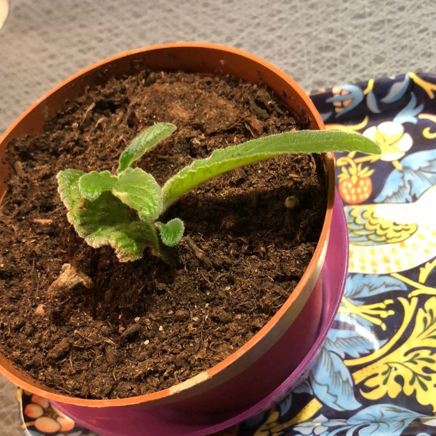 Streptocarpus/ kornettblomma blålila *Gammal sort* bladförökad