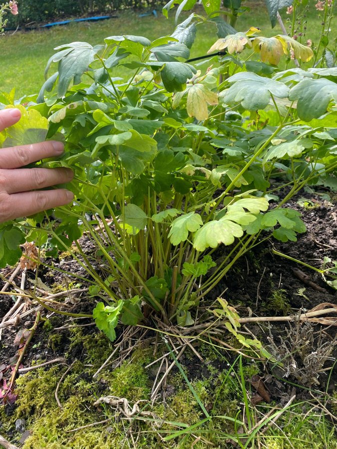 Stor Vit Akleja planta  3 år gammal perenn