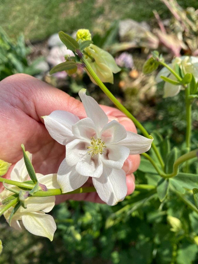 Stor Vit Akleja planta  3 år gammal perenn