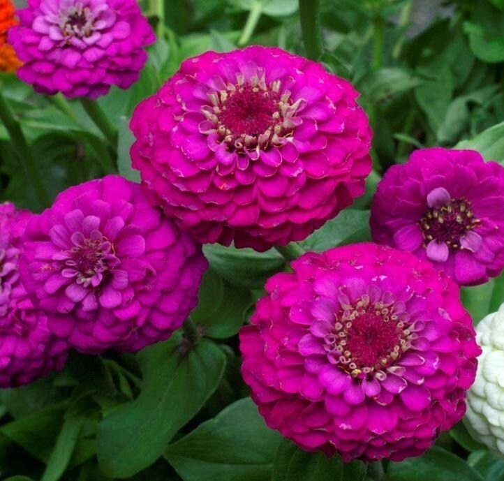 Zinnia elegans Violet Queen gigant ettårig höjd 75-90 cm 30 frön