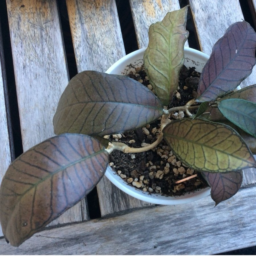 Hoya sp Gunung gaiding Borneo