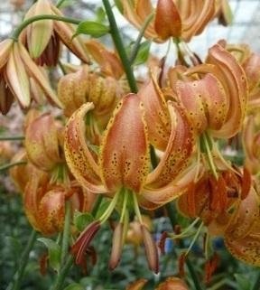 Lilium martagon 'PEPPARD GOLD' - Krollilja - LÖK