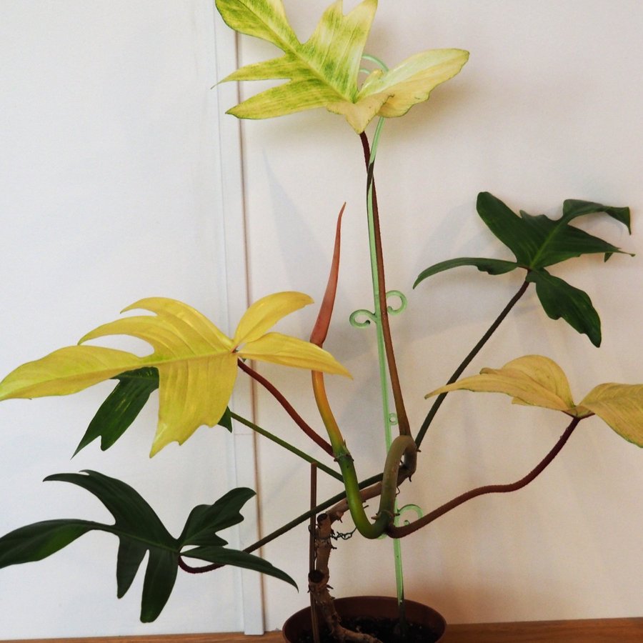 Philodendron florida ghost planta