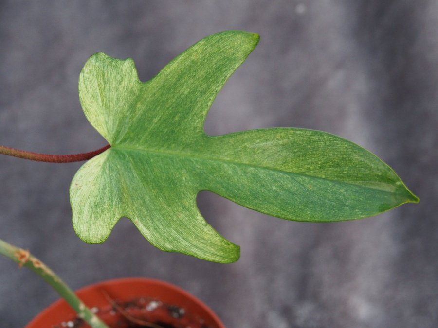 Philodendron florida ghost planta