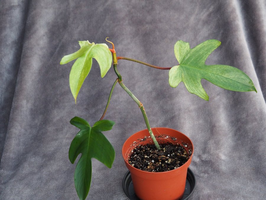 Philodendron florida ghost planta